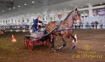 Altanero Gema en el Equimur 2019