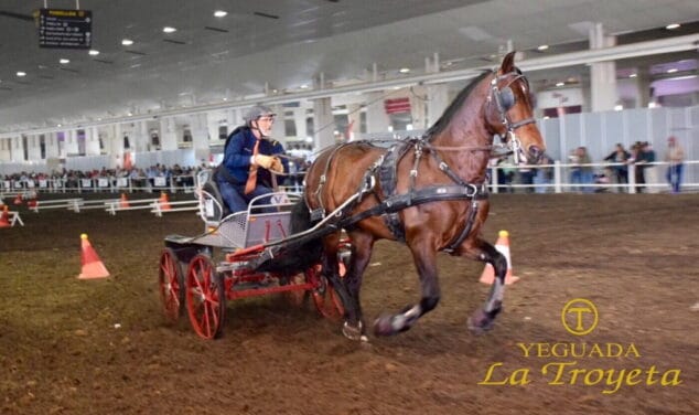 altanero gema en el equimur 2019