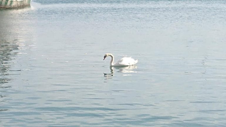 Cisne en el puerto de Dénia