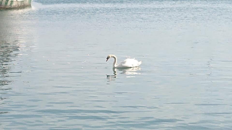 cisne en el puerto de denia