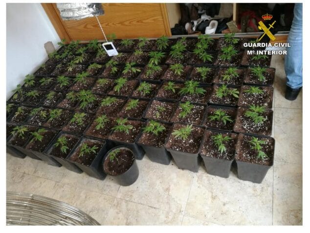 marihuana incautada en pego