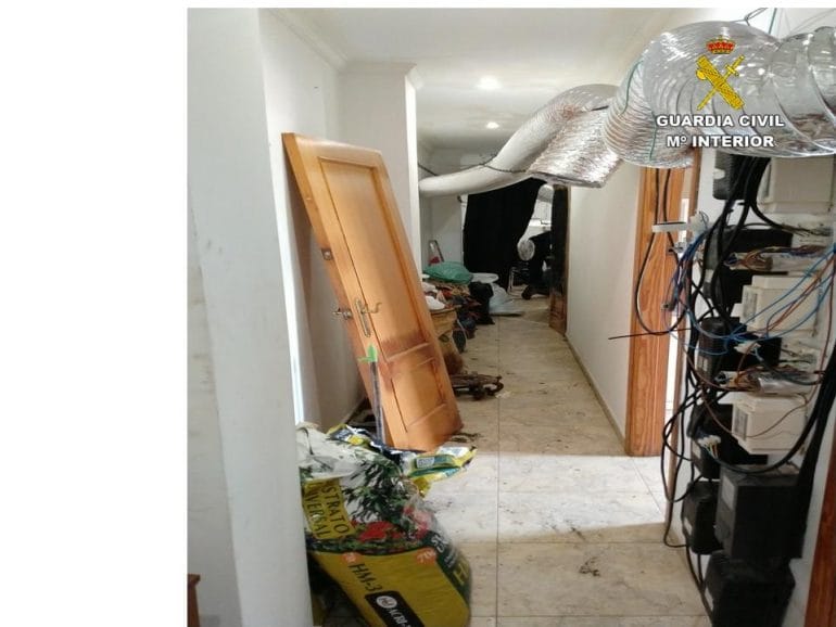 Plantación de marihuana en Pego