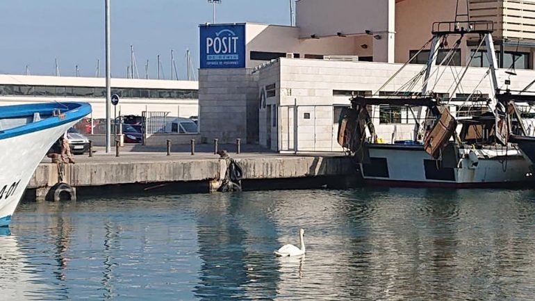 Un cisne en el puerto de Dénia