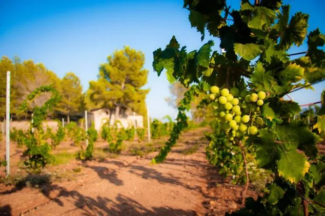 vinedos de les freses