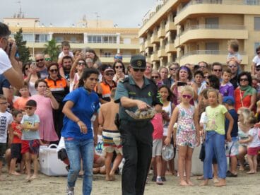 Dénia se convierte en el punto de reencuentro entre 3 tortugas bobas y su hogar