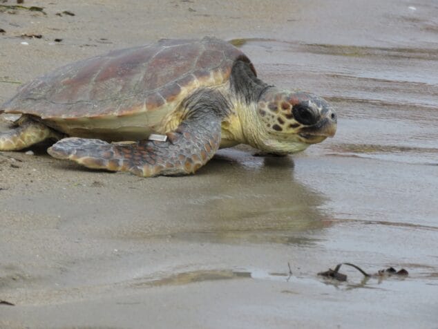 ejemplar de tortuga boba reencontrandose con su medio