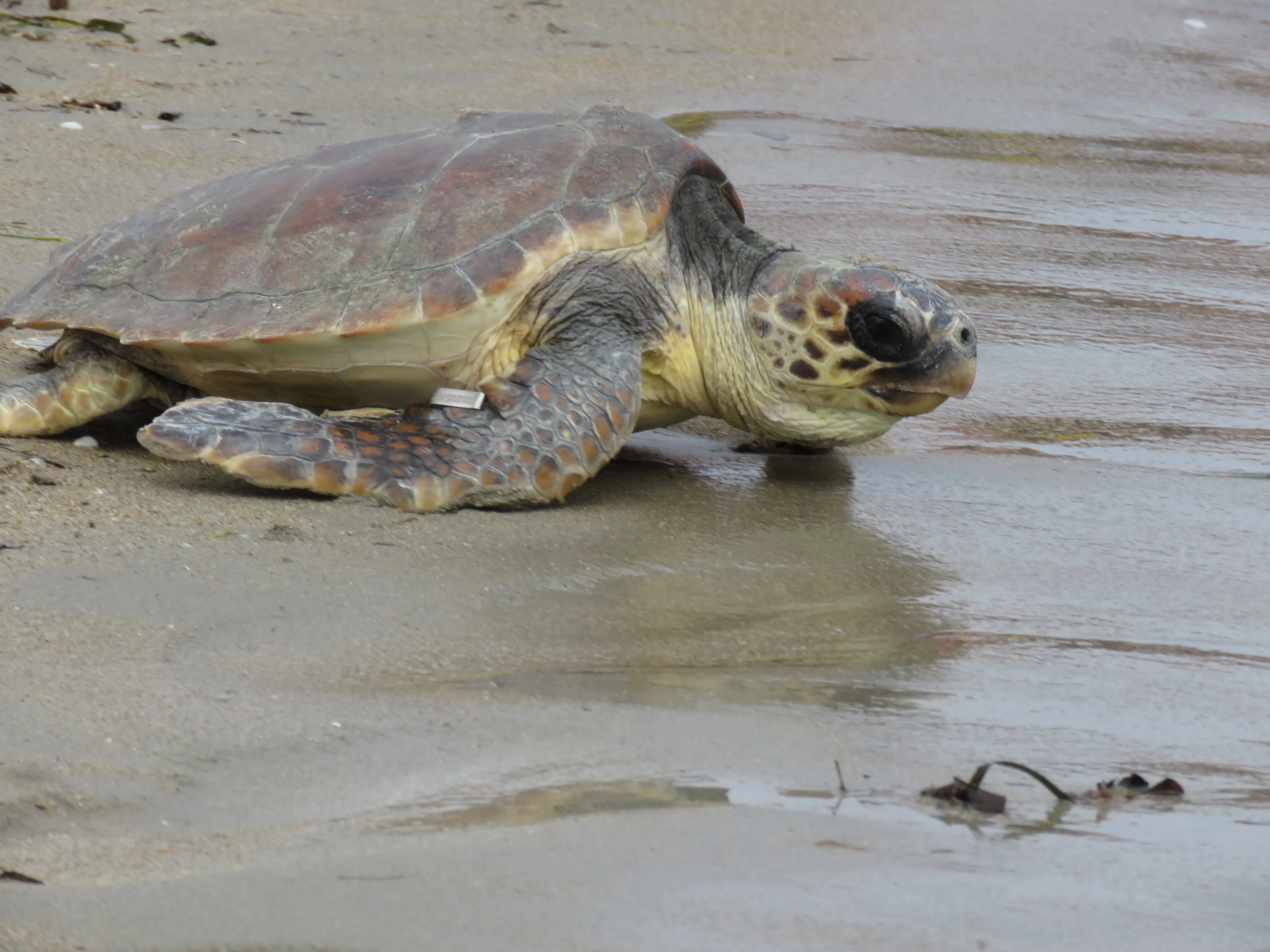 ejemplar de tortuga boba reencontrandose con su medio