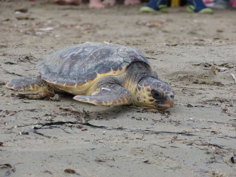 En la Playa Punta el Raset las tres tortugas bobas regresan al mar