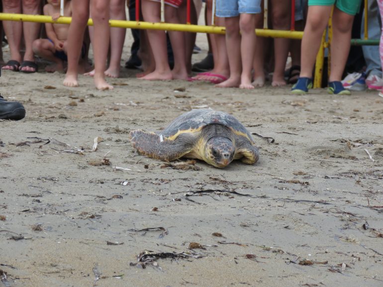 La pesca accidental y la ingesta de plástico entre las principales causas de muerte entre las tortugas marinas