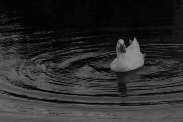 L’Assut fotografiada por José L. Fornés Cervera