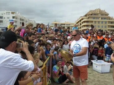 Medio millar de personas participan en la suelta de tortugas bobas