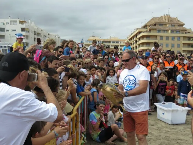 medio millar de personas participan en la suelta de tortugas bobas