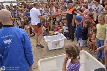 Suelta de tortugas por el Día de los Océanos