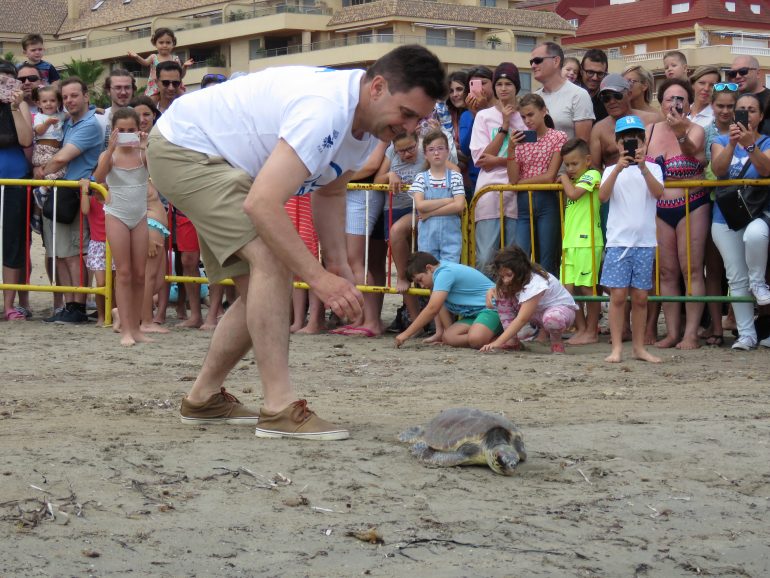 Sueltan tres tortugas marinas en la costa de Dénia
