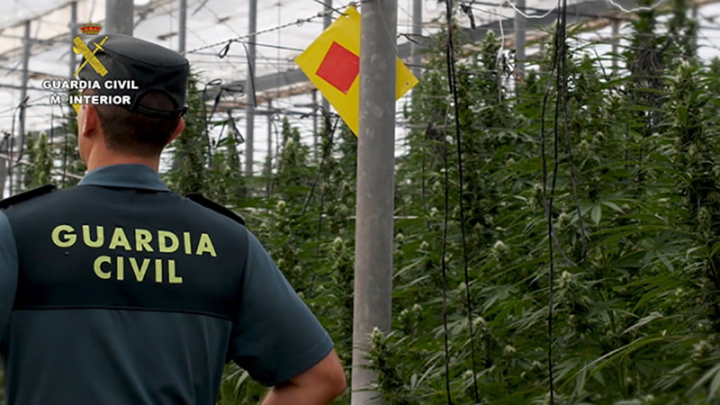 11 detenidos por plantaciones de marihuana en varias provincias