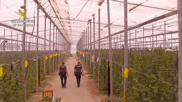 Detenidos en Dénia integrantes de red de plantación de marihuana