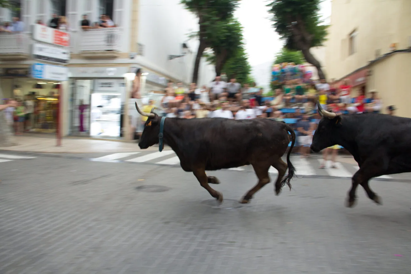 Paso de las reses por la calle Campo