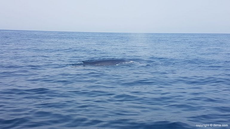Un grupo de cetáceos se deja ver por las costas dianenses