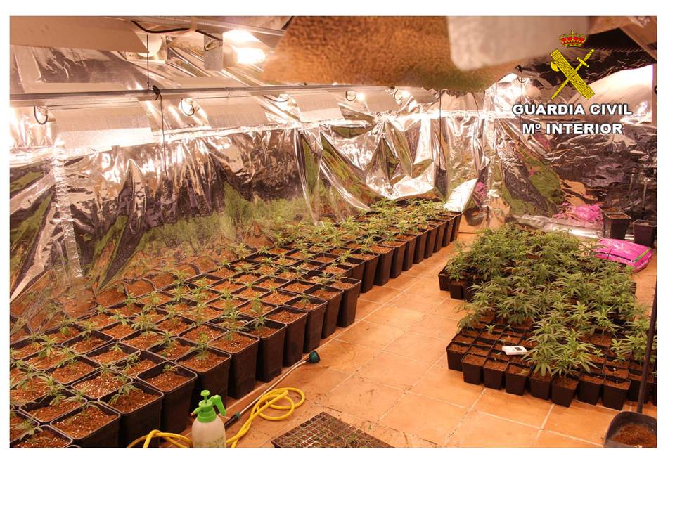Plantación con 550 plantas de marihuana en Xàbia