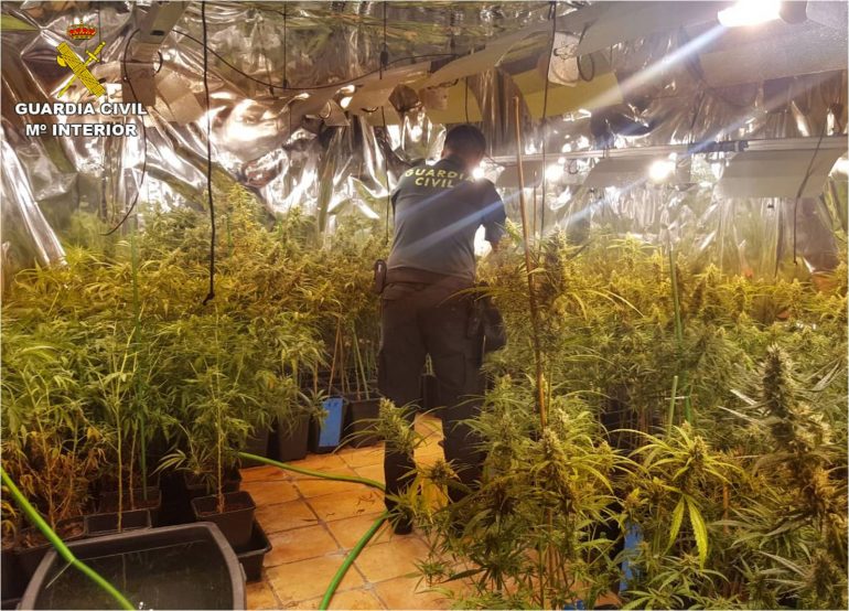Plantación de marihuana en Xàbia