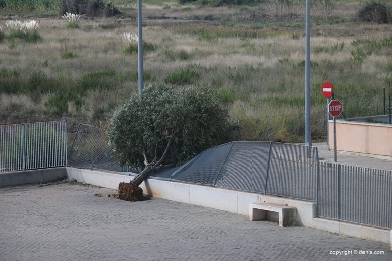 Árbol caído en el patio del CdT