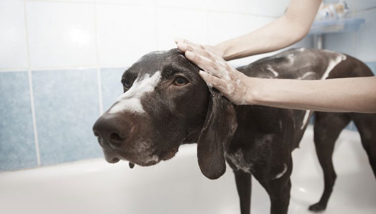 Evita las incomodidades de bañar en casa a tu perro - Santi Mas - Servicios para mascotas