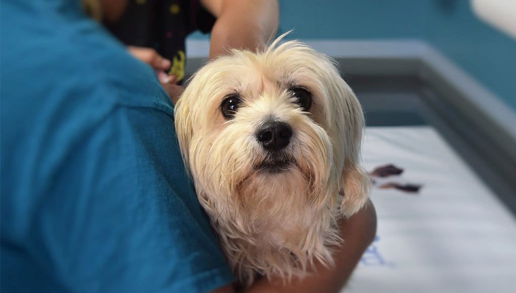 Imagen: Campaña de concienciación sobre el chip - Clínica Veterinaria El Saladar