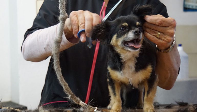 Corte de pelo profesional para perro - Santi Mas - Servicios para mascotas