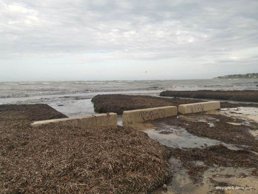 Gran cantidad de algas en Dénia por el temporal