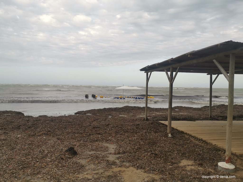 Montones de algas en la playa de Dénia a causa del temporal