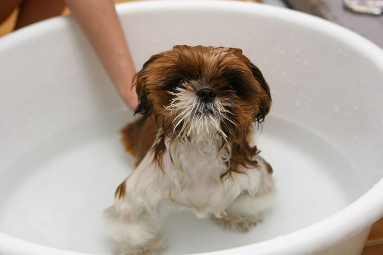 Baño de un perro en casa, sin medios y sin una mirada profesional - Santi Mas-Servicios para mascotas