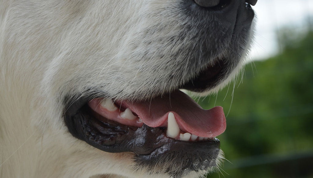 limpieza dental perros veterinaria el saladar