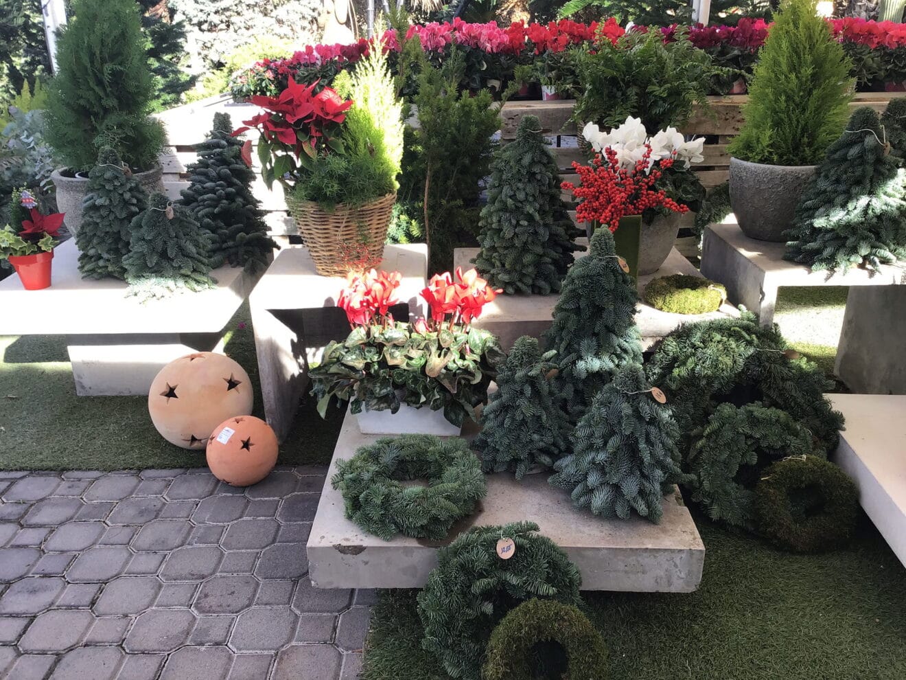 Plantas de navidad en Natura Garden