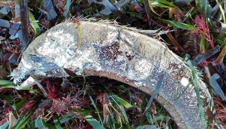 Animales muertos en el litoral dianense