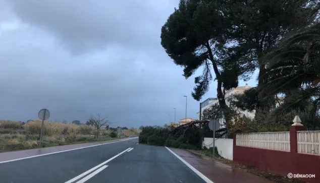 La costa ya sufre la llegada del temporal 4 arbol bloquea la carretera de les marines