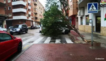 Árbol caído en Dénia