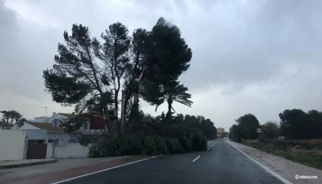 La costa ya sufre la llegada del temporal 3 arbol caido en las marinas