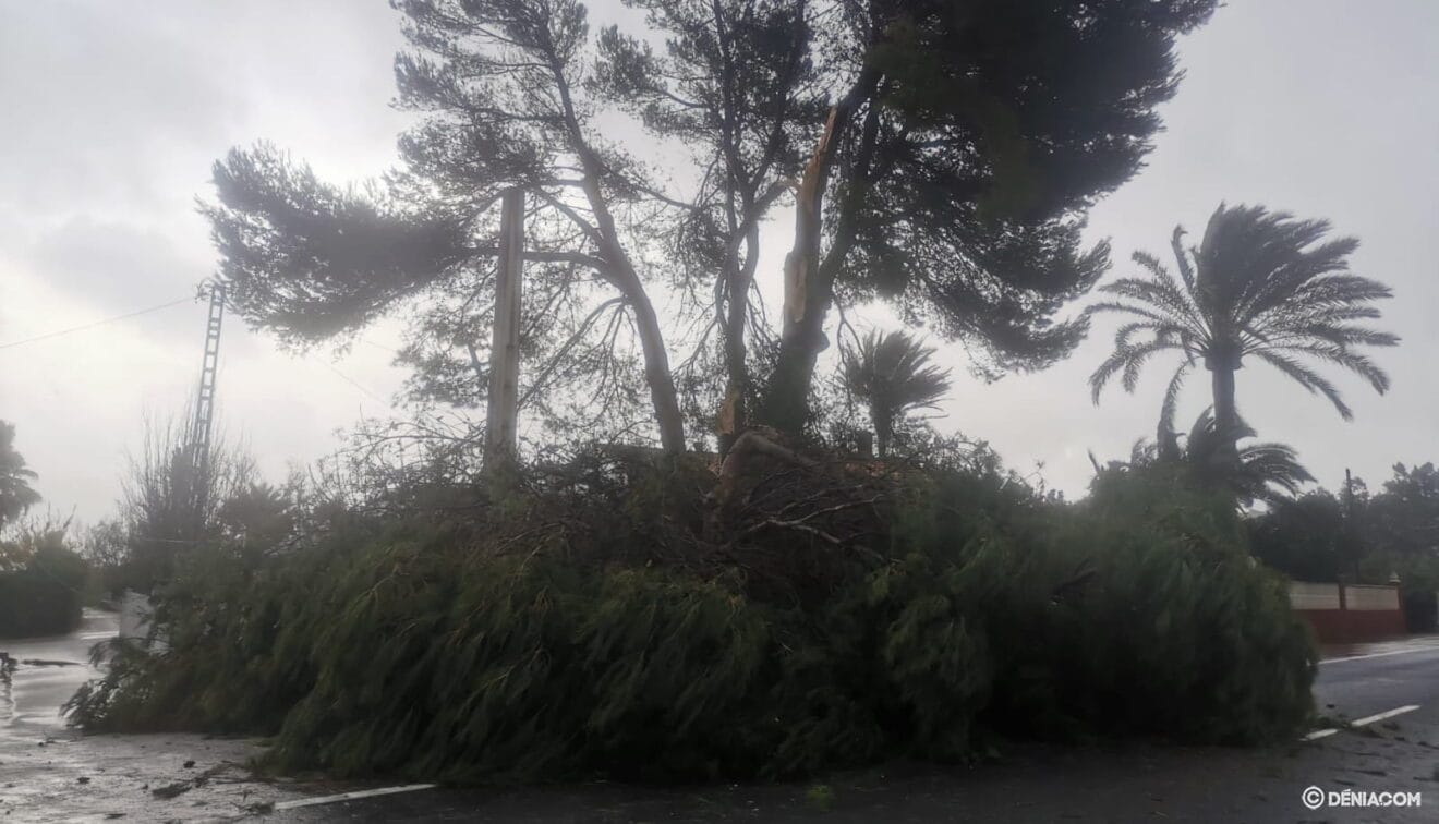 Árbol en la carretera