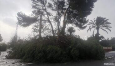 Árbol en la carretera