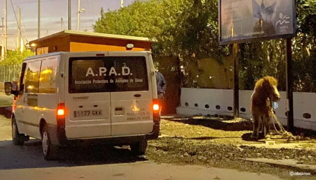 Imagen: El potro es atendido por la protectora