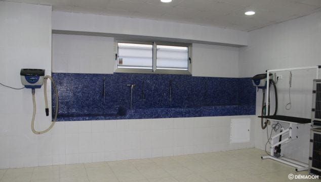 Imagen: Limpieza de mascotas profesional en Dénia - Santi Mas - Servicios para mascotas