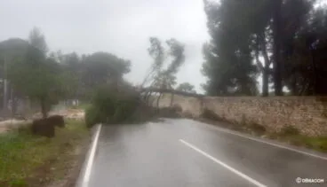 Los árboles cortan varios puntos junto al cami de Gandia