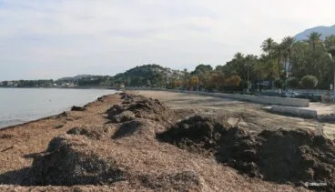 Muro de algas en la Marineta el día antes