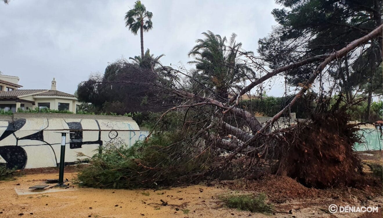 Consecuencias el temporal Gloria en un parque en la Marineta Cassiana en Dénia