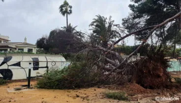 Consecuencias el temporal Gloria en un parque en la Marineta Cassiana en Dénia