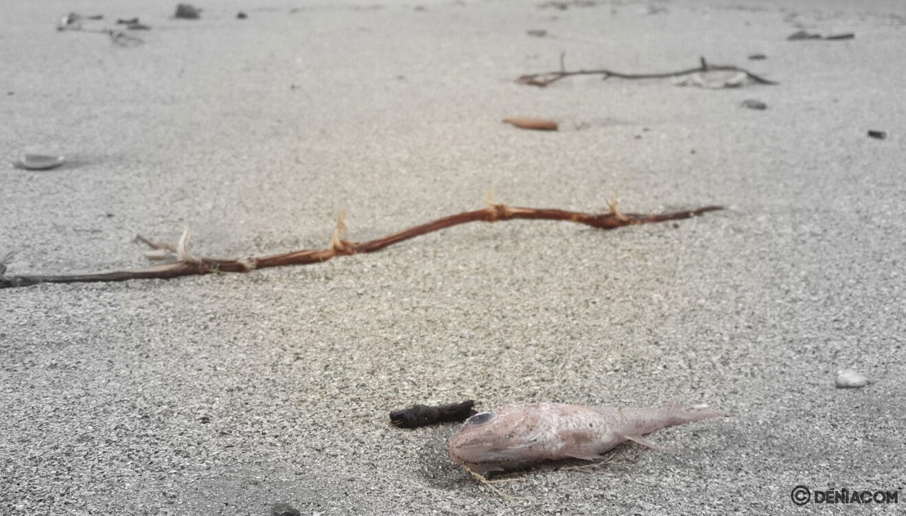 Detalle de cómo ha quedado el Paseo de la Marineta después del temporal Gloria.