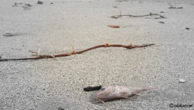 paseo marineta detalle consecuencias temporal denia enero