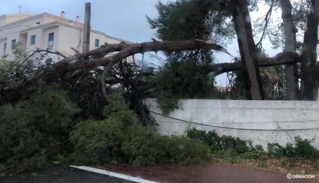 La costa ya sufre la llegada del temporal 1 Imagen: Rama rota en Las Marinas