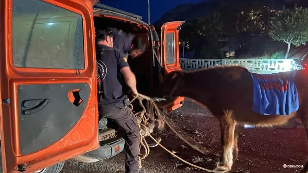 La protectora se hace cargo de un descuidado potro que se encontraba en la Marina de Dénia 3 Imagen: Recogen un potro en el parking de la Marina de Dénia