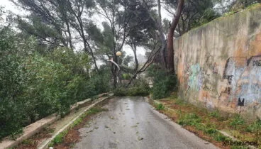 Árbol caído en la zona de San Nicolás en Dénia